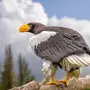 Картинки птица орлан