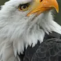 Орел