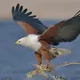 Картинки Птица Орлан