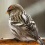 Чечетка птица