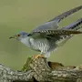 Картинки птица кукушка