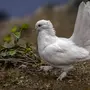 Птица голубь