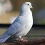 Птица голубь