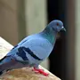 Птица Голубь
