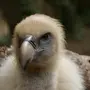 Птица грифон