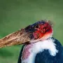 Птица марабу