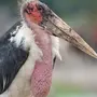 Птица Марабу