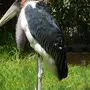 Птица марабу