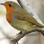 Птица малиновка