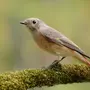 Птица малиновка