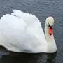 Птица Лебедь