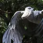 Птица китоглав