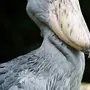 Птица китоглав