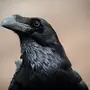 Птица ворон