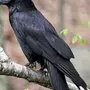 Птица ворон