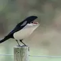 Птица сорока