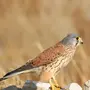 Птица пустельга