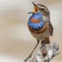 Птица Варакушка