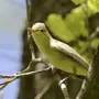 Пересмешка птица