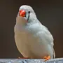 Птица Амадина