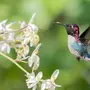 Птица колибри
