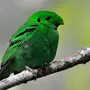 Зеленая Птица