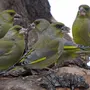 Зеленая Птица