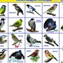 Перелетные птицы с названиями