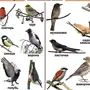 Перелетные Птицы С Названиями