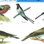 Перелетные птицы с названиями