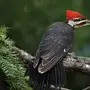 Дятел птицы крупным