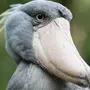 Птица с большим клювом
