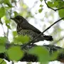 Птицы кемеровской области