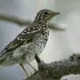Птицы тверской области