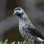 Кедровка птица