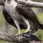 Скопа птица