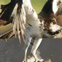 Скопа птица