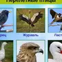 Птицы С Названиями Для Детей
