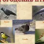 Птицы С Названиями Для Детей