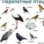 Птицы с названиями для детей