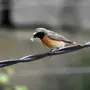 Птицы ставропольского края с названиями
