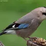Птицы ставропольского края с названиями