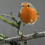 Малиновка птица
