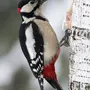 Картинки птица дятел