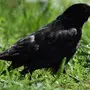 Черные Птицы С Названиями