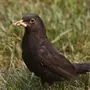 Черные Птицы С Названиями