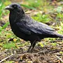 Черные птицы с названиями