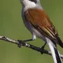 Сорокопут птица