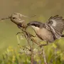 Сорокопут птица