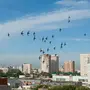 Городские Птицы